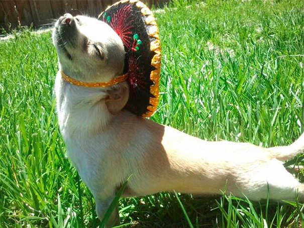 animales-con-sonrisa (1)