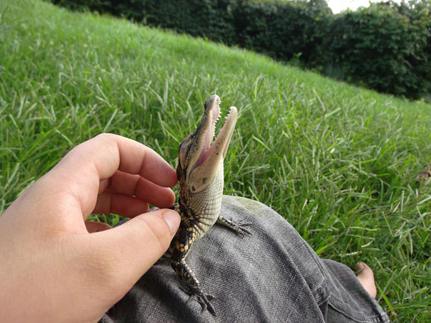 animales-con-sonrisa (10)