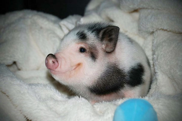 animales-con-sonrisa (12)