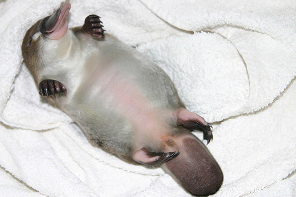 animales-con-sonrisa (13)