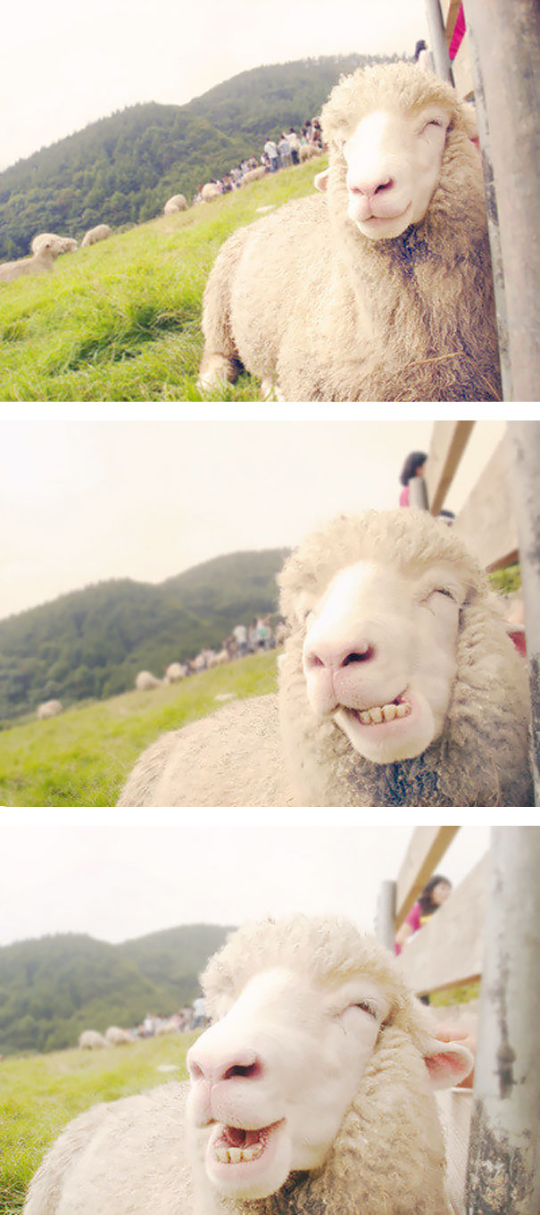 animales-con-sonrisa (15)