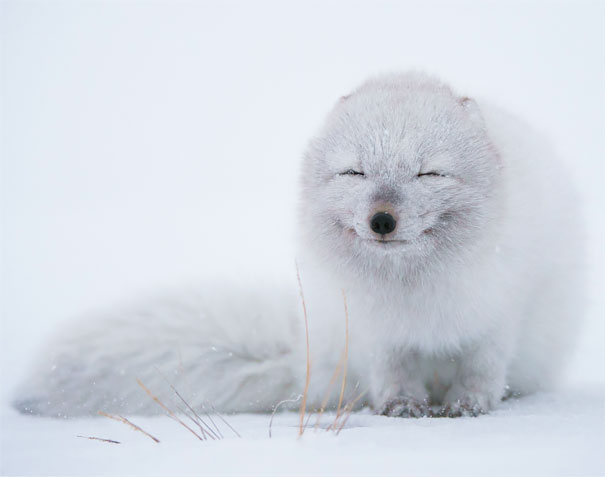 animales-con-sonrisa (17)