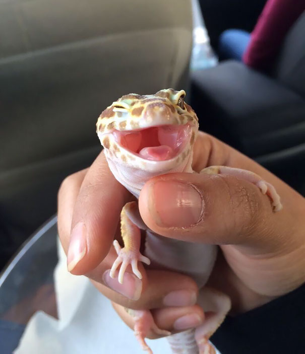 animales-con-sonrisa (19)