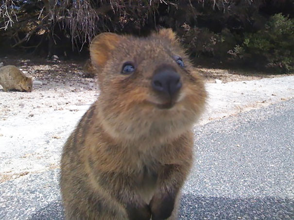 animales-con-sonrisa (20)