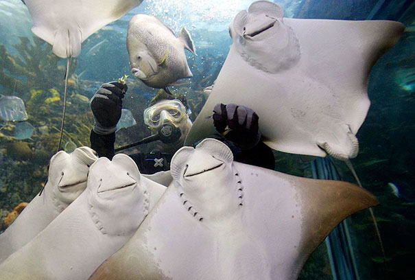animales-con-sonrisa (21)