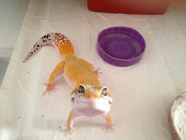 animales-con-sonrisa (22)