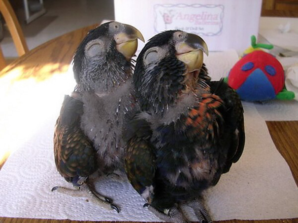 animales-con-sonrisa (23)
