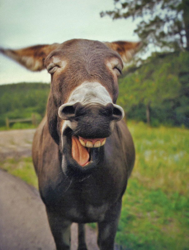 animales-con-sonrisa (28)