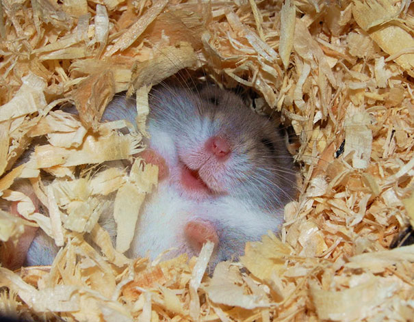animales-con-sonrisa (29)