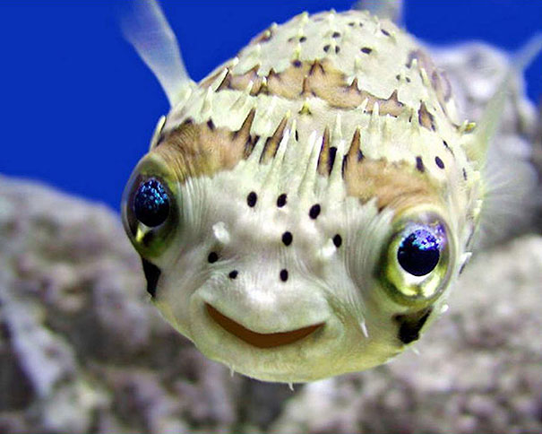 animales-con-sonrisa (3)