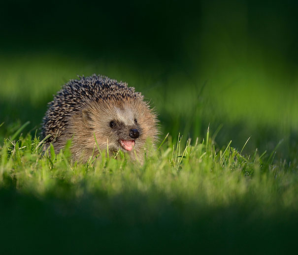 animales-con-sonrisa (5)