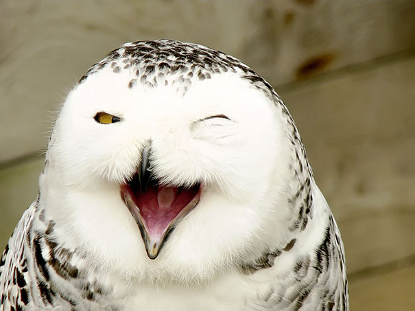 animales-con-sonrisa (6)