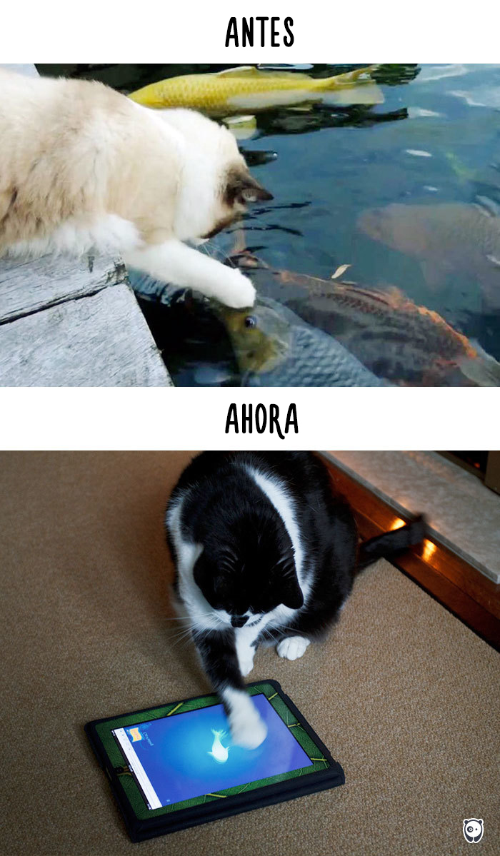 antes-ahora-gatos-tecnologia-10