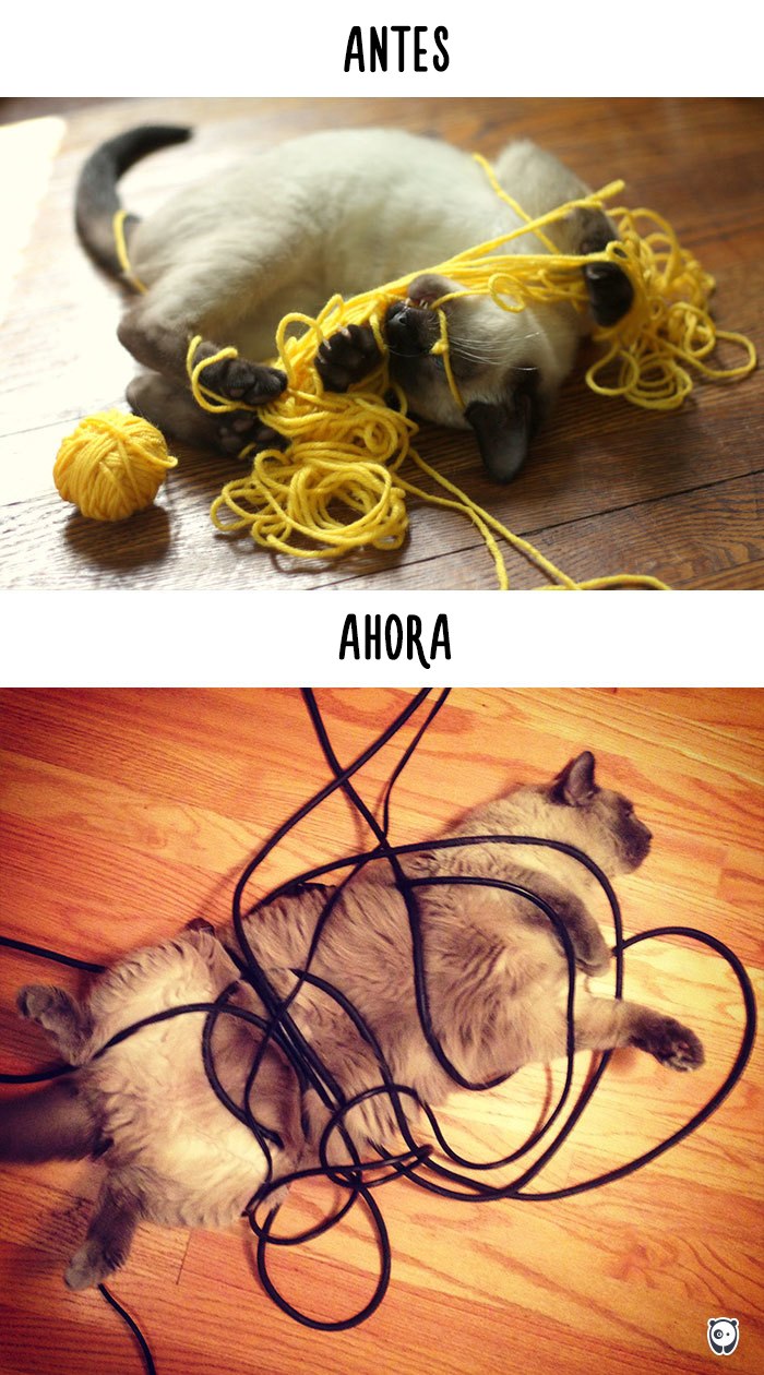 antes-ahora-gatos-tecnologia-3