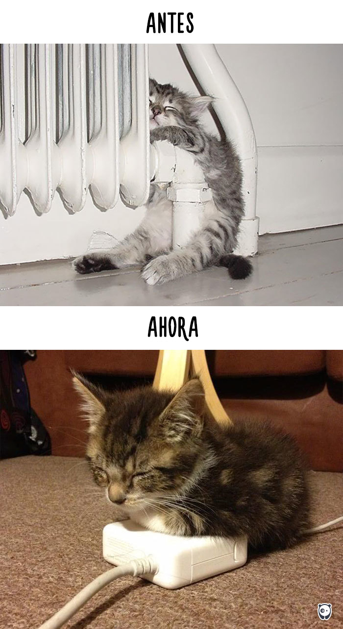 antes-ahora-gatos-tecnologia-5