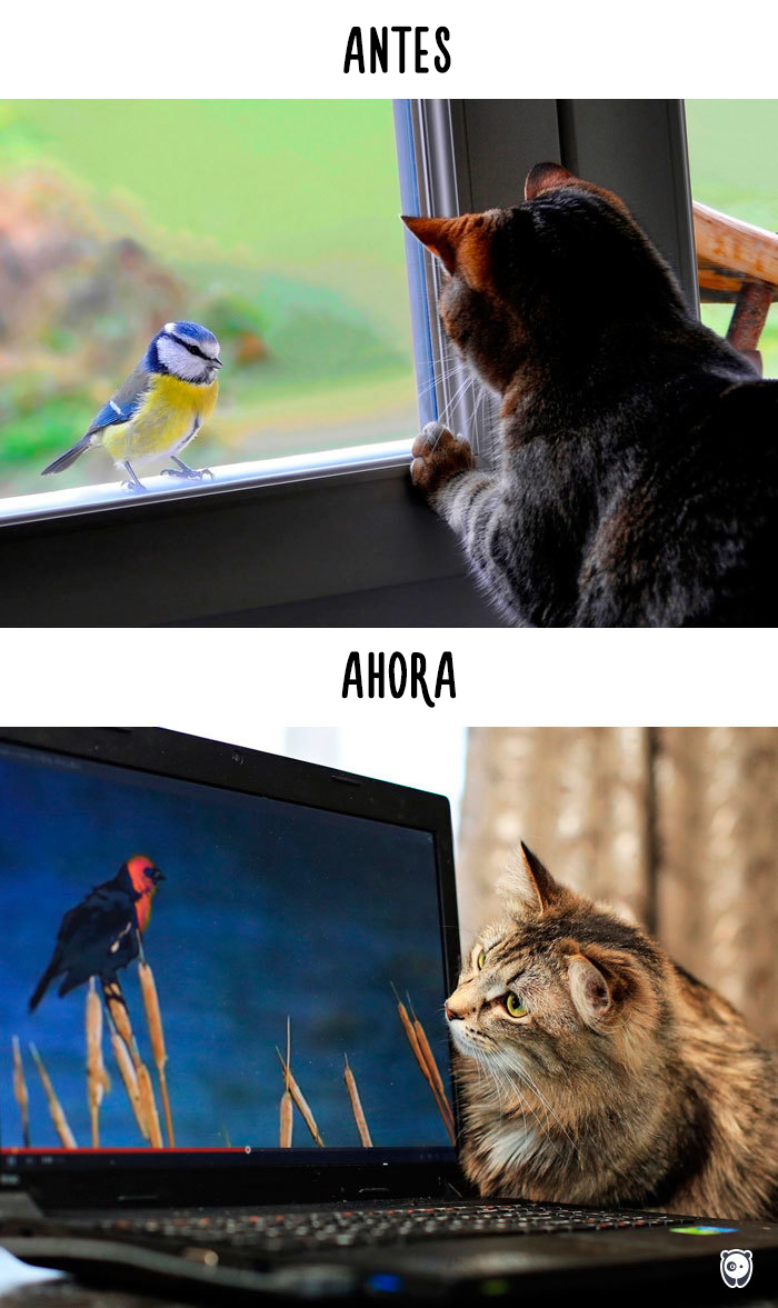 antes-ahora-gatos-tecnologia-6