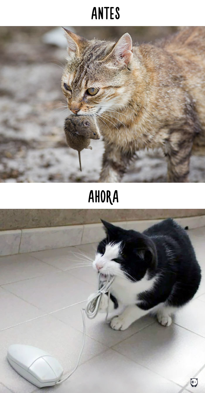 antes-ahora-gatos-tecnologia-7