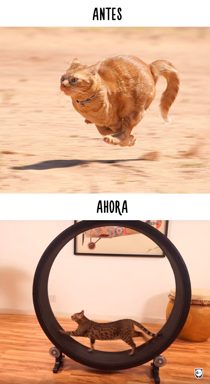 antes-ahora-gatos-tecnologia-9