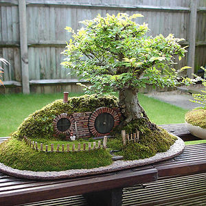 arboles-de-bonsai-impresionantes (1)