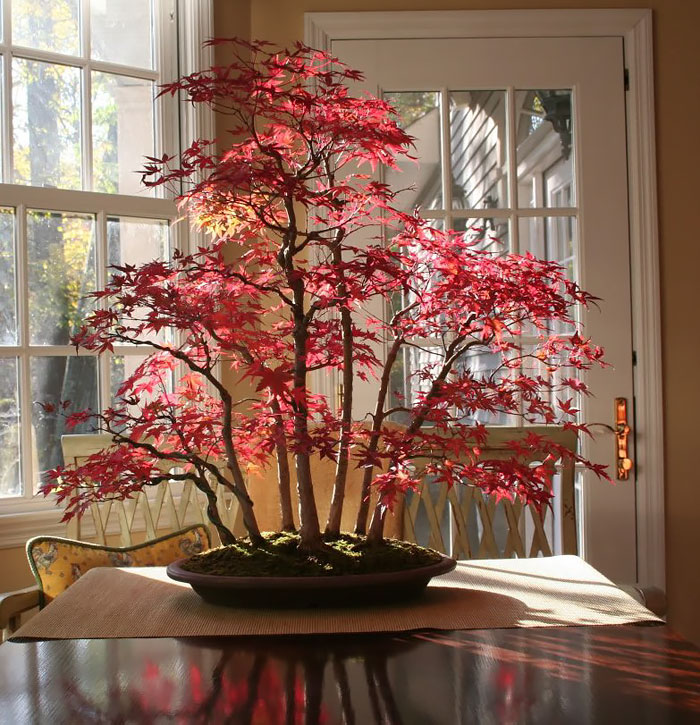 arboles-de-bonsai-impresionantes (12)