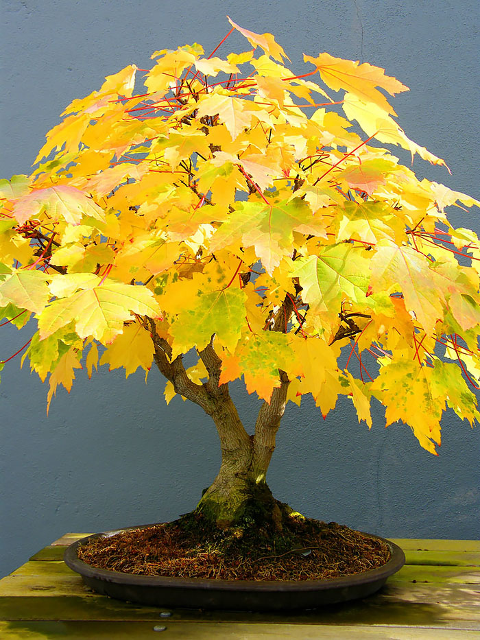 arboles-de-bonsai-impresionantes (13)