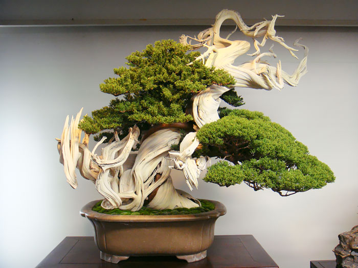 arboles-de-bonsai-impresionantes (14)