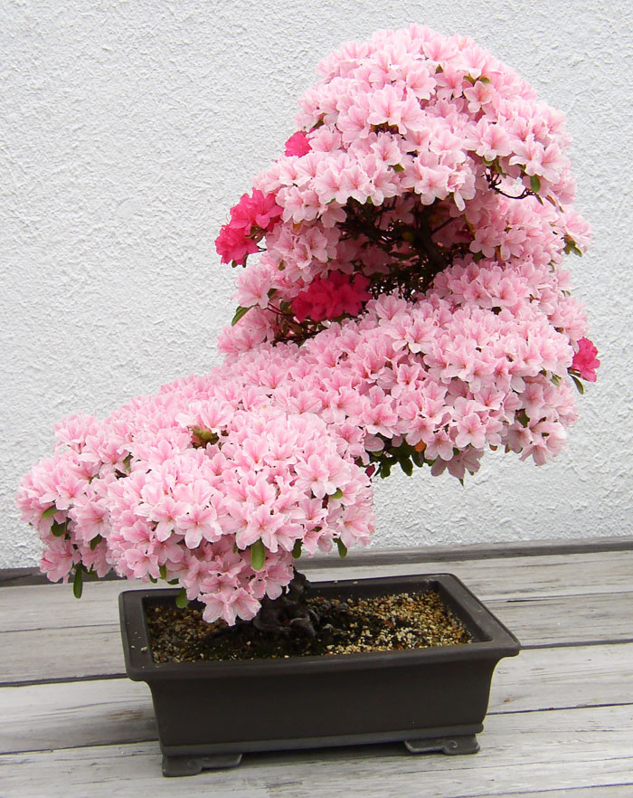 arboles-de-bonsai-impresionantes (2)