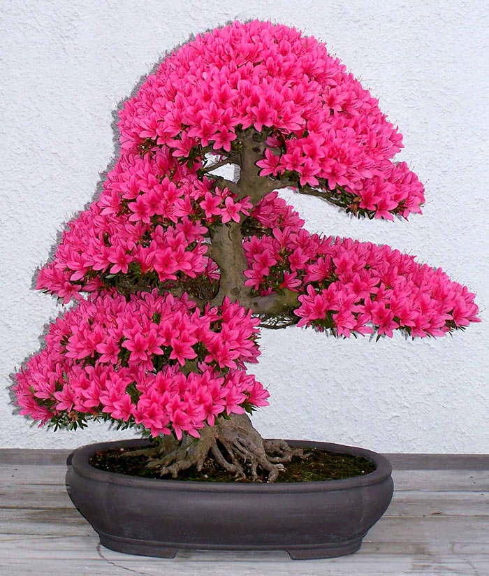 arboles-de-bonsai-impresionantes (3)