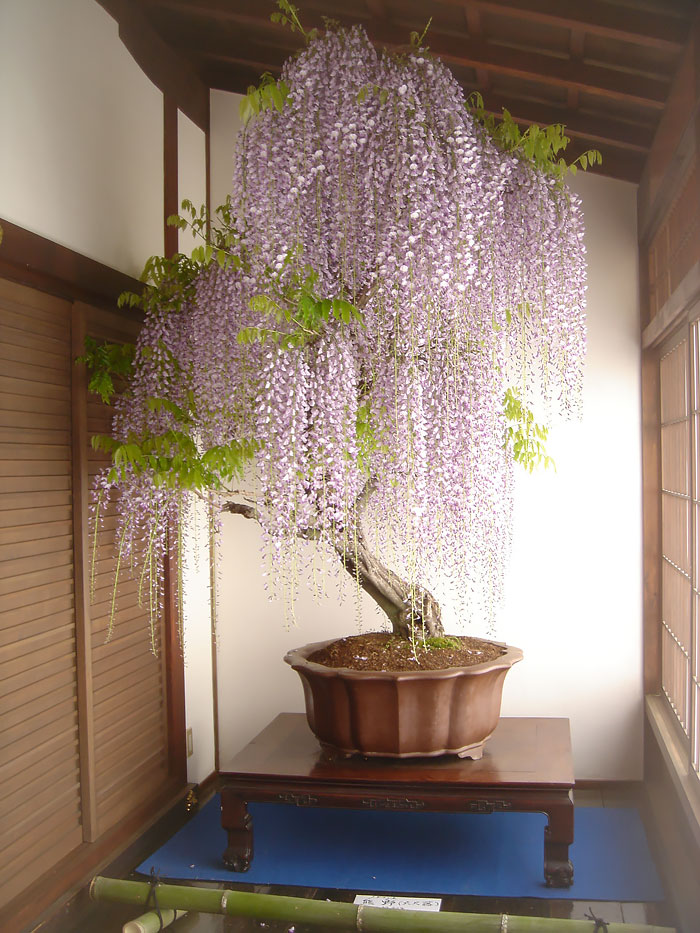 arboles-de-bonsai-impresionantes (4)