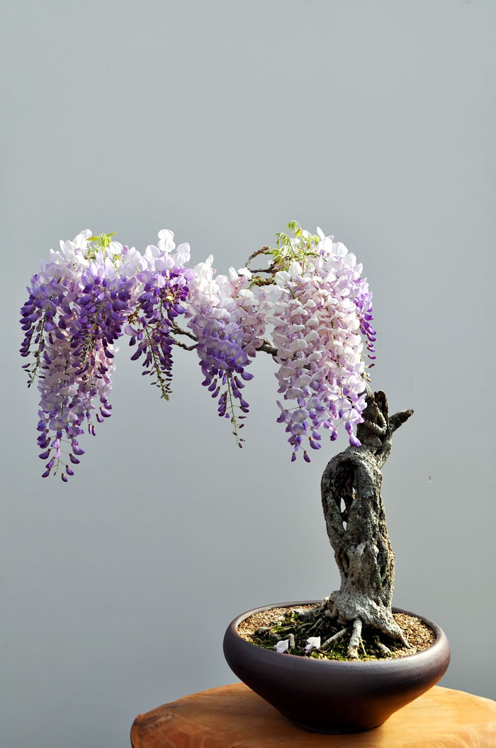 arboles-de-bonsai-impresionantes (5)