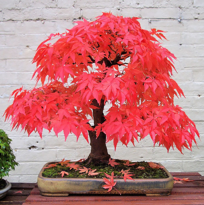 arboles-de-bonsai-impresionantes (7)