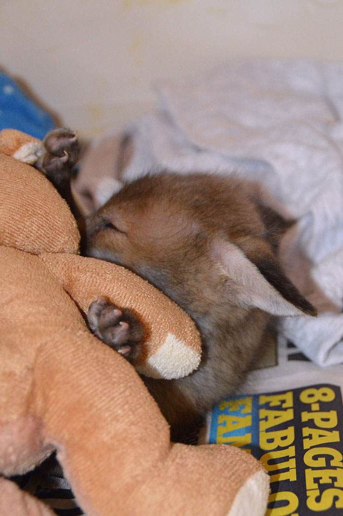 cachorro-de-zorro-puggle-national-fow-welfare-society (1)