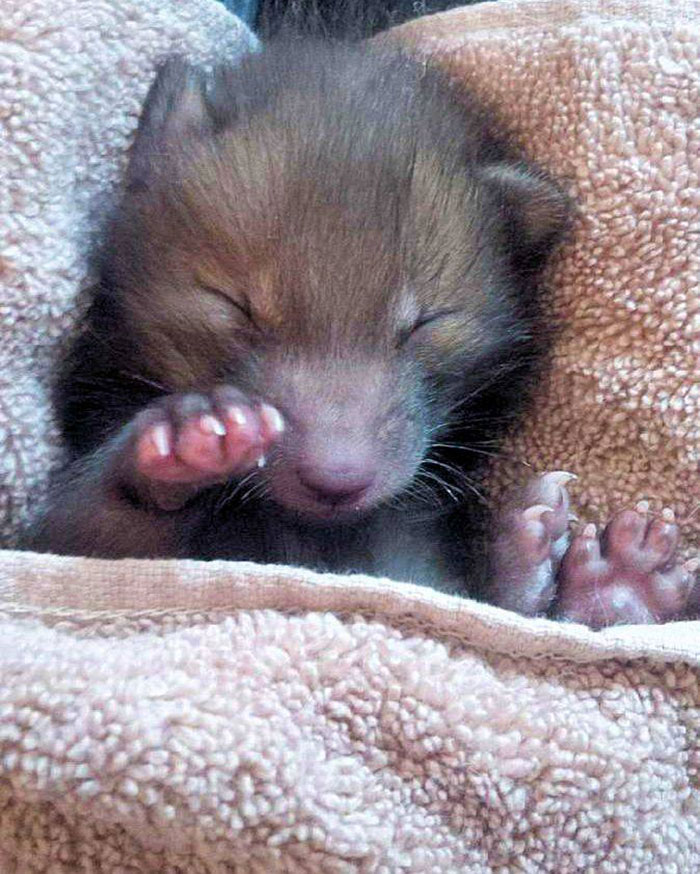 cachorro-de-zorro-puggle-national-fow-welfare-society (12)
