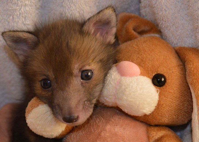A un zorrito rescatado le encanta acurrucarse con su conejito de peluche
