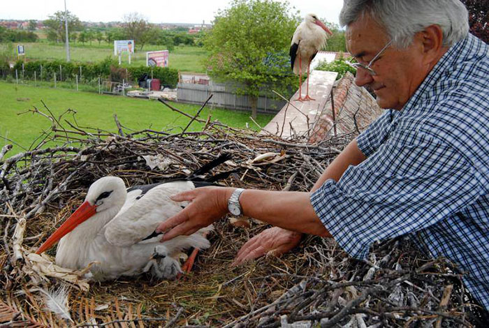 ciguena-vuela-miles-de-kilometros-por-amor-klepetan-malena-croacia (2)