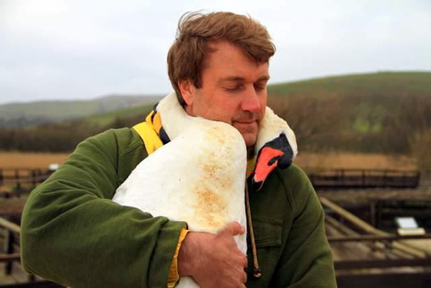 cisne-herido-abrazo-cuello-rescatador-richard-wiese (1)