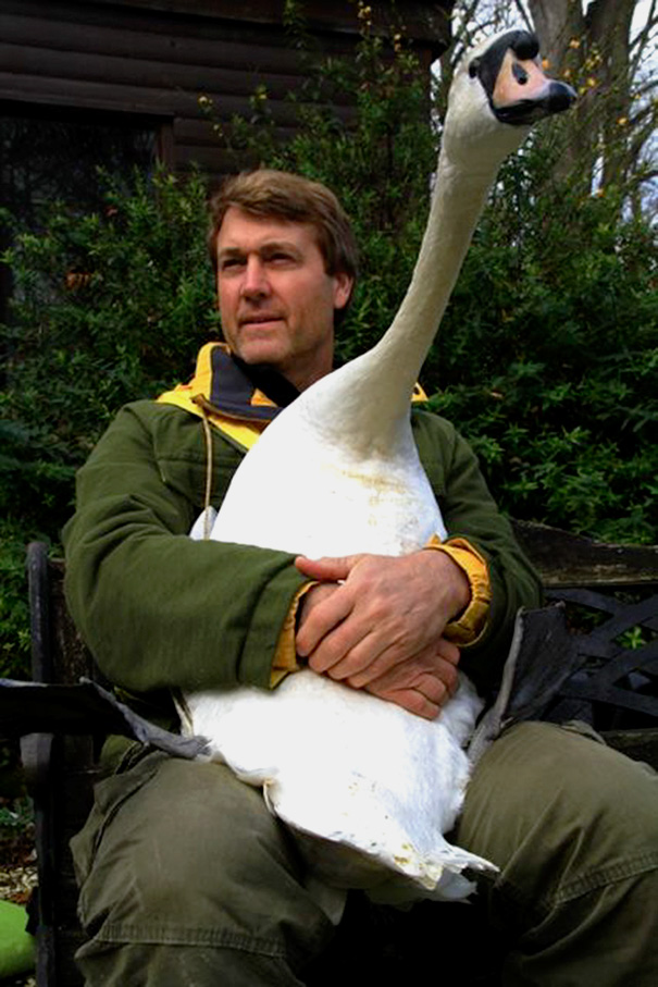 cisne-herido-abrazo-cuello-rescatador-richard-wiese (3)