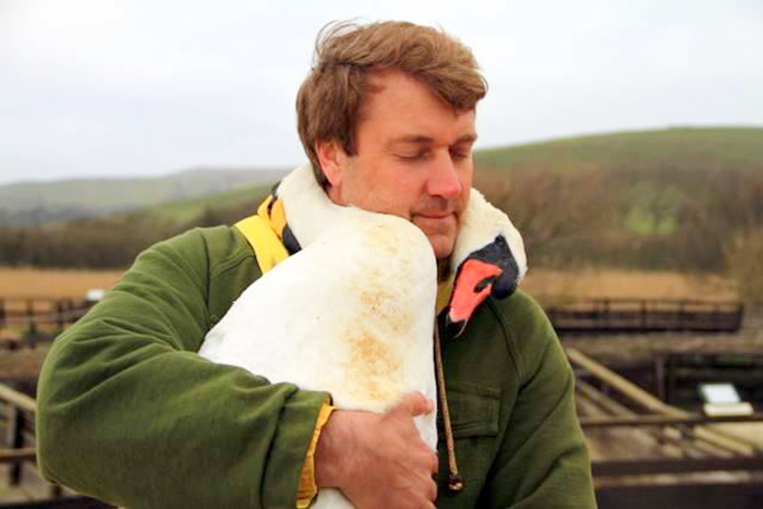 Este cisne abraza con su cuello al hombre que lo rescató