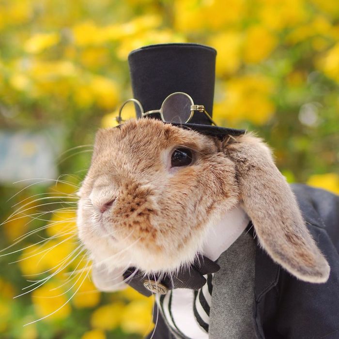 conejo-elegante-instagram-puipui (4)