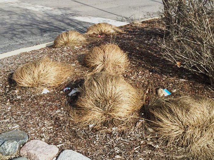 donald-trump-cultivando-su-pelo-en-tromso-noruega (1)