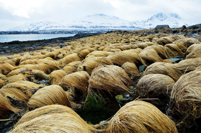 donald-trump-cultivando-su-pelo-en-tromso-noruega (3)