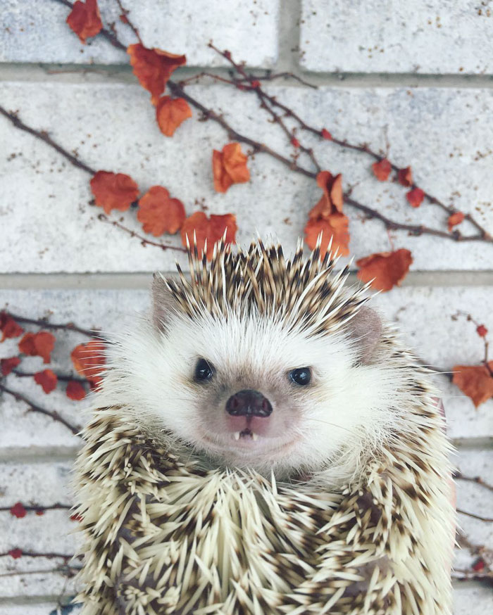 erizo-vampiro-rescatado-huff-instagram (1)