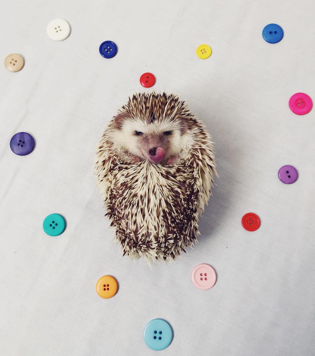 erizo-vampiro-rescatado-huff-instagram (6)