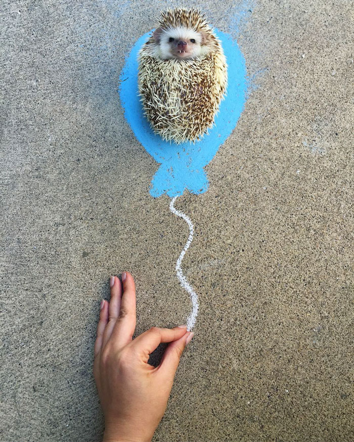 erizo-vampiro-rescatado-huff-instagram (8)