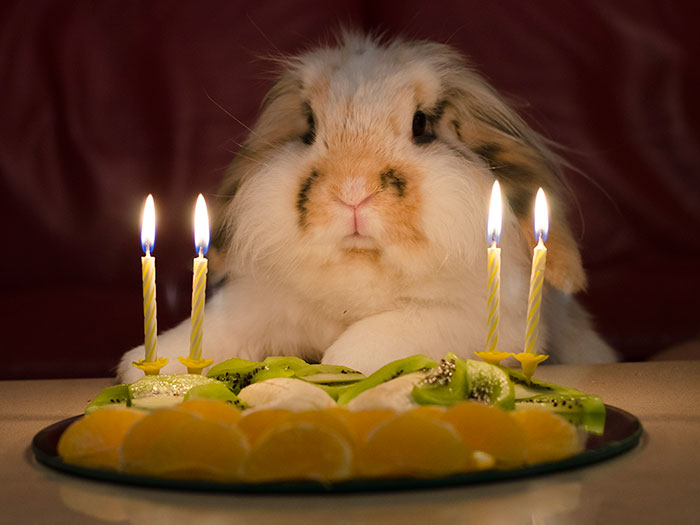 fiestas-cumpleanos-animales (10)