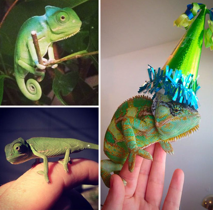 fiestas-cumpleanos-animales (12)