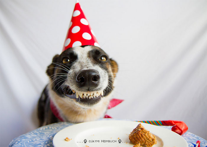 fiestas-cumpleanos-animales (15)