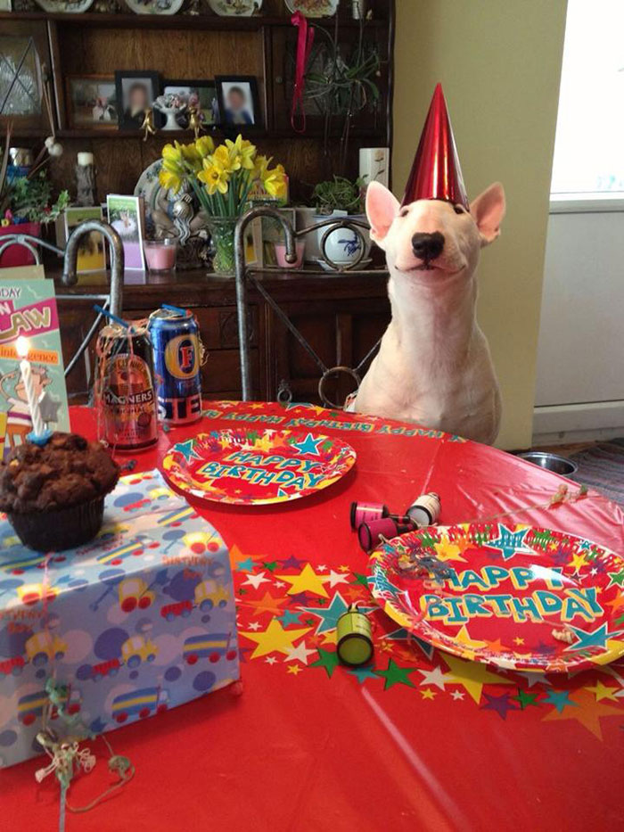 fiestas-cumpleanos-animales (20)