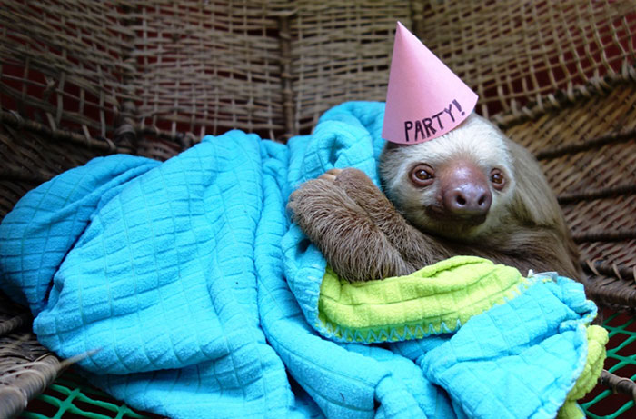 fiestas-cumpleanos-animales (21)