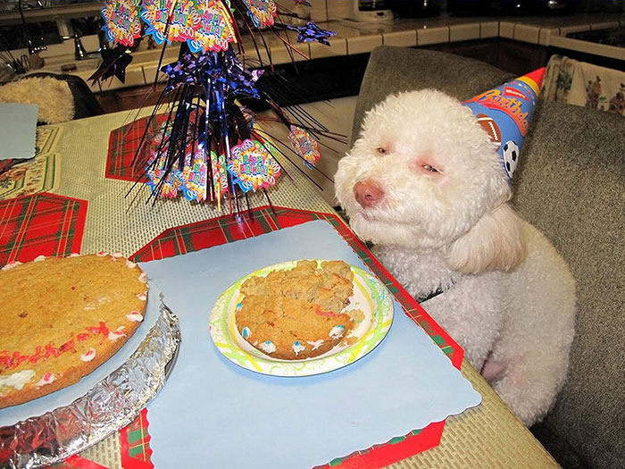 fiestas-cumpleanos-animales (23)